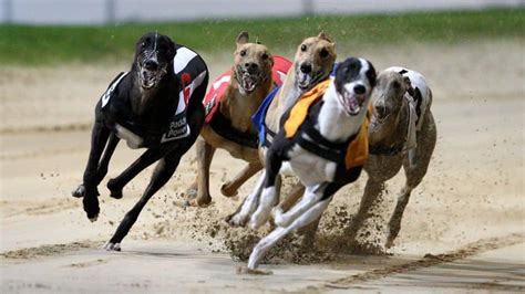 greyhound racing betting